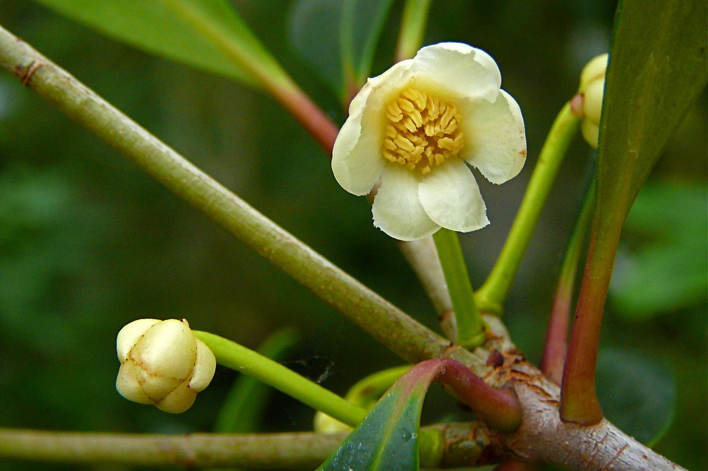 Japanese cleyera  10 Seeds  Ternstroemia gymnanthera