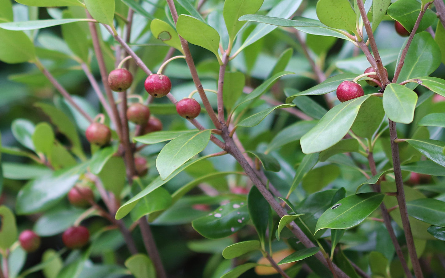 Japanese cleyera  10 Seeds  Ternstroemia gymnanthera