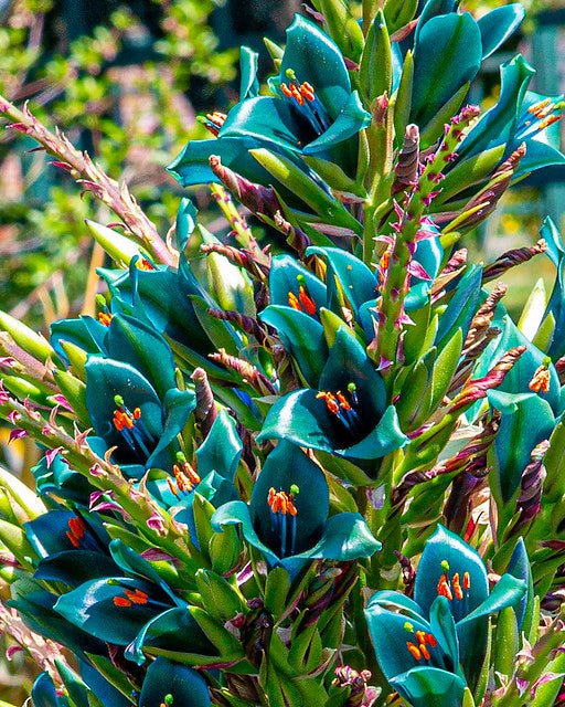 Blue Puya 100 Seeds Puya alpestris