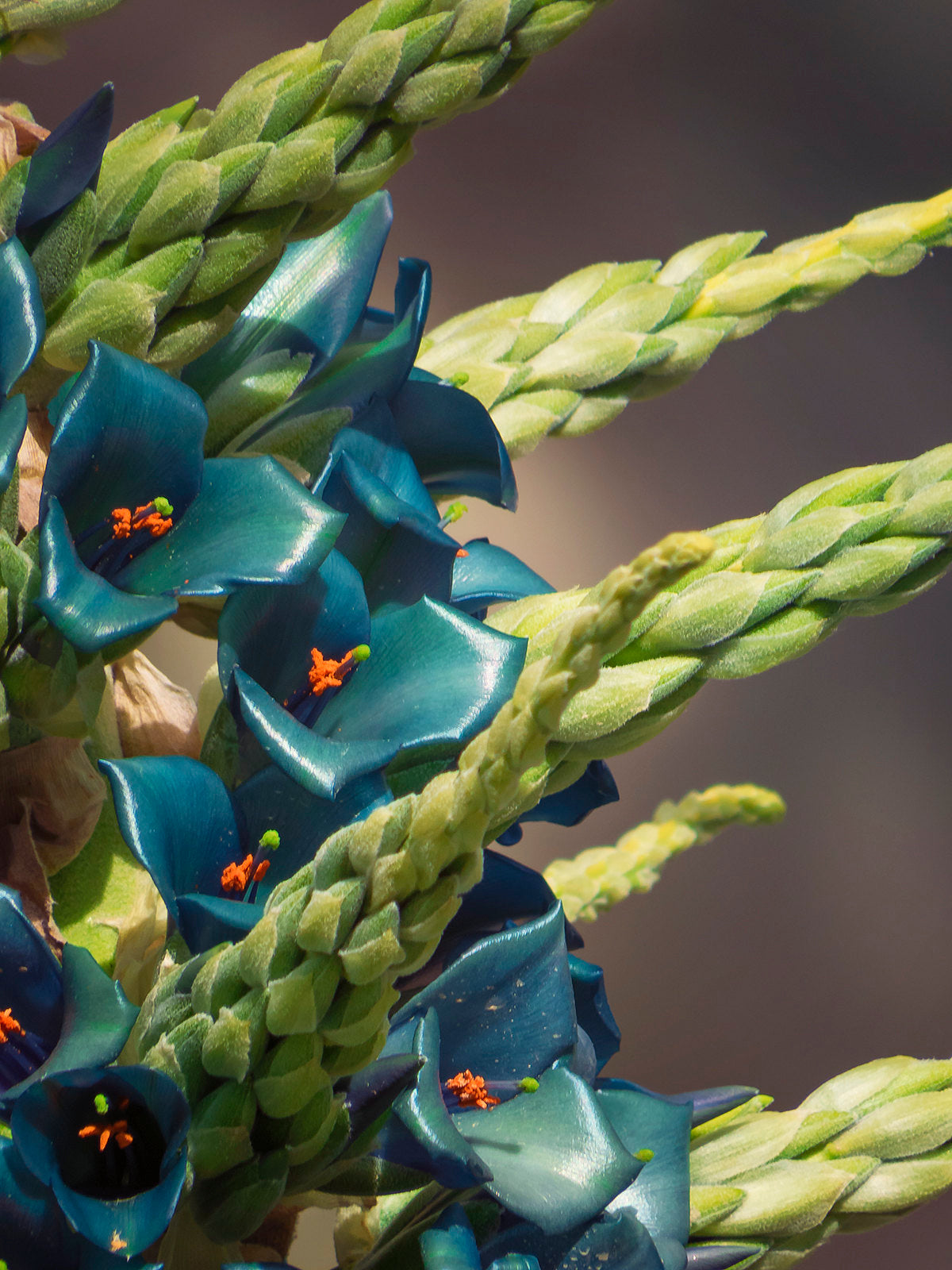 Blue Puya 100 Seeds Puya alpestris
