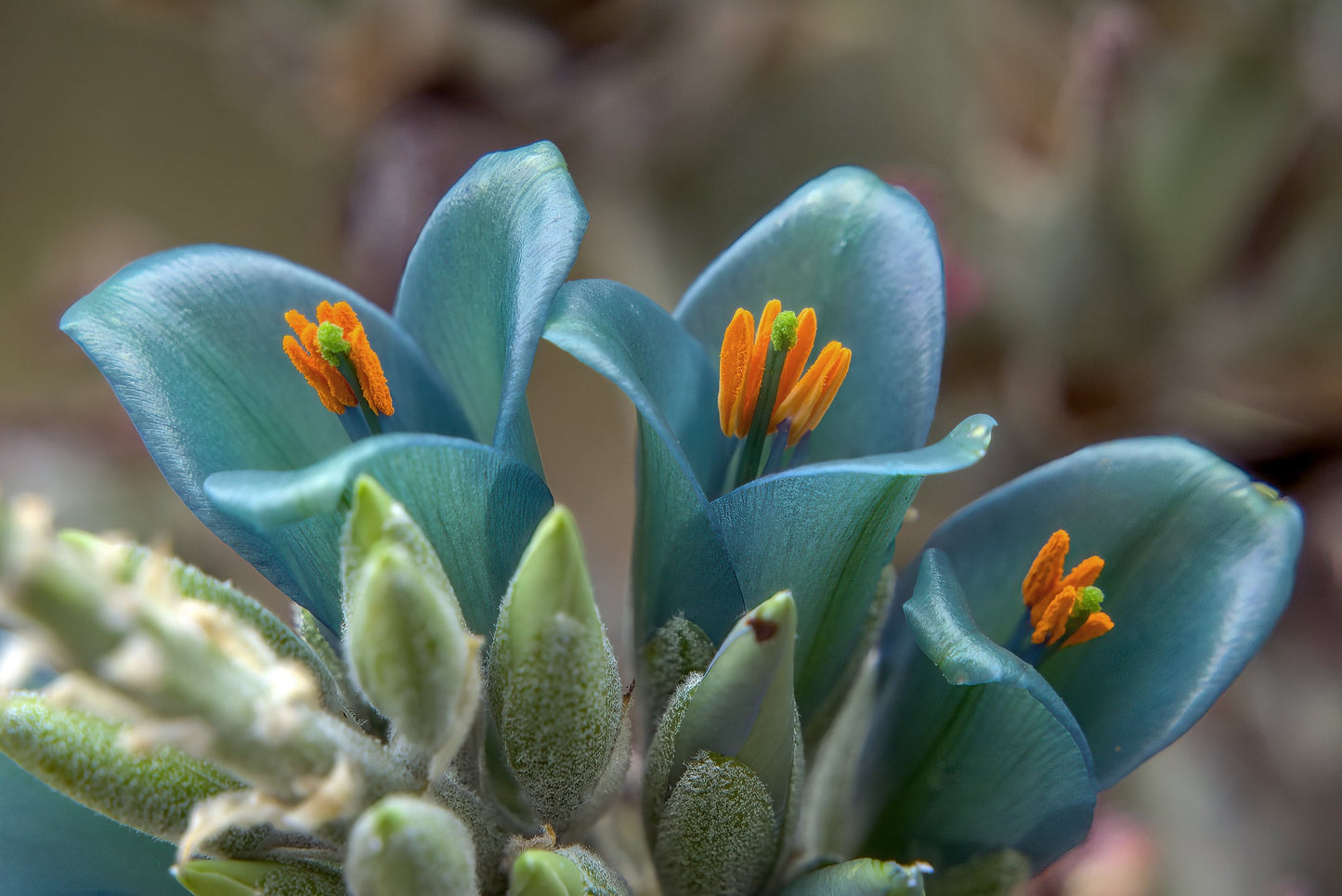 Blue Puya 100 Seeds Puya alpestris