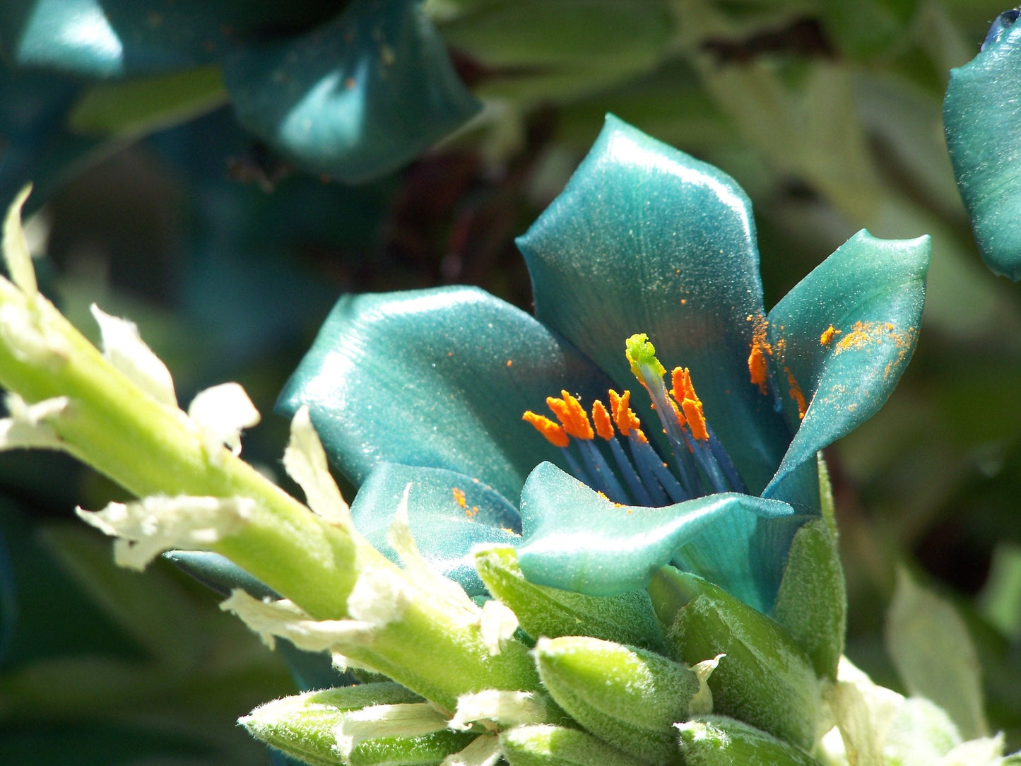 Blue Puya 100 Seeds Puya alpestris