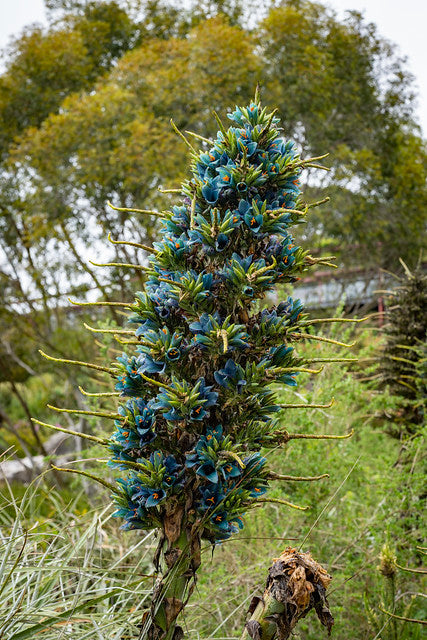 Blue Puya 100 Seeds Puya alpestris