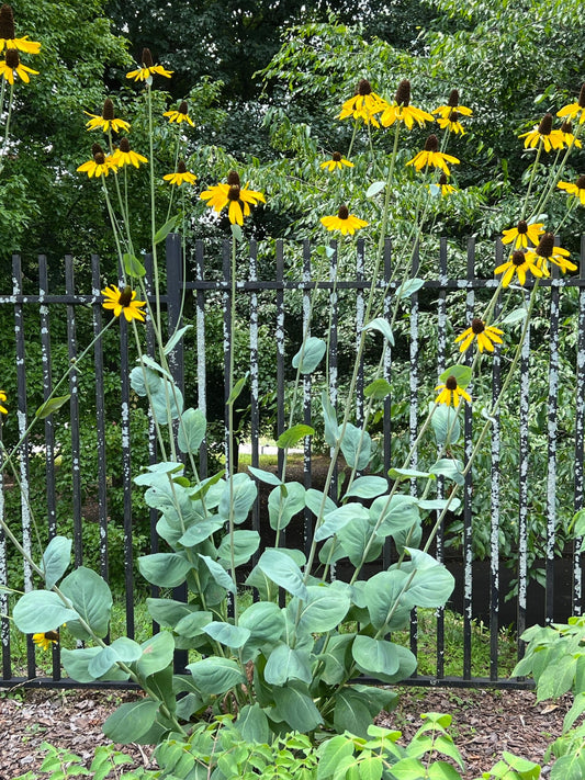 Giant Coneflower Rudbeckia maxima 100 Seeds