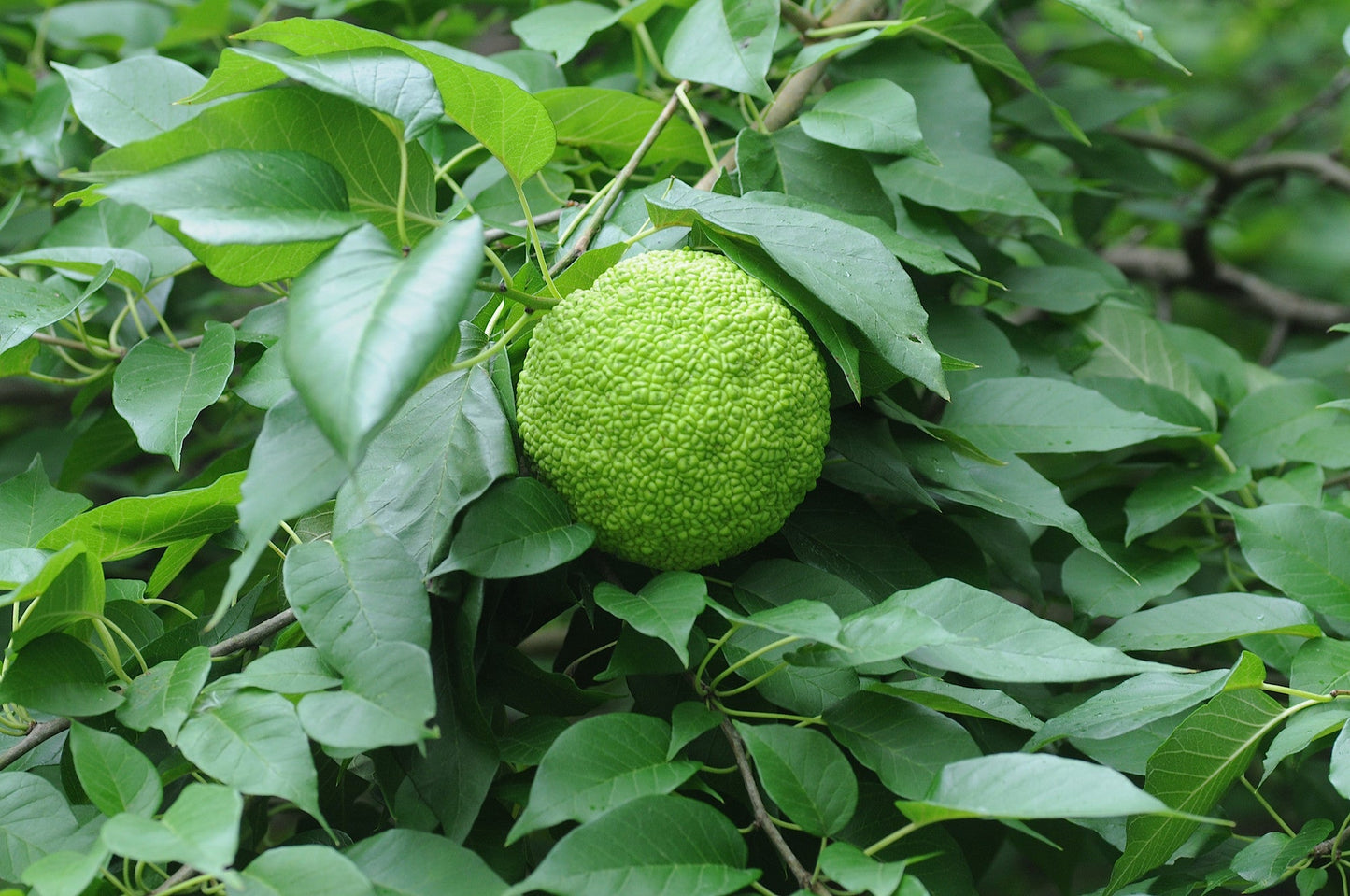 Osage Orange Maclura pomifera 100 Seeds