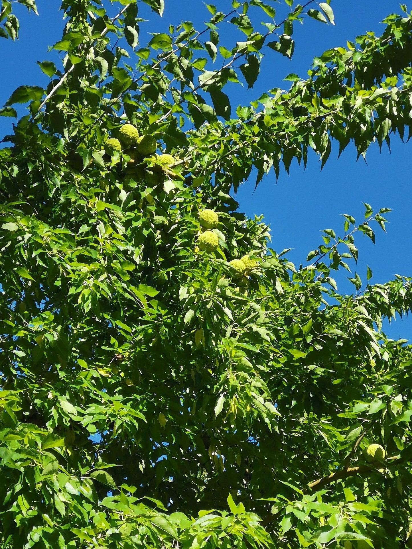 Osage Orange Maclura pomifera 100 Seeds