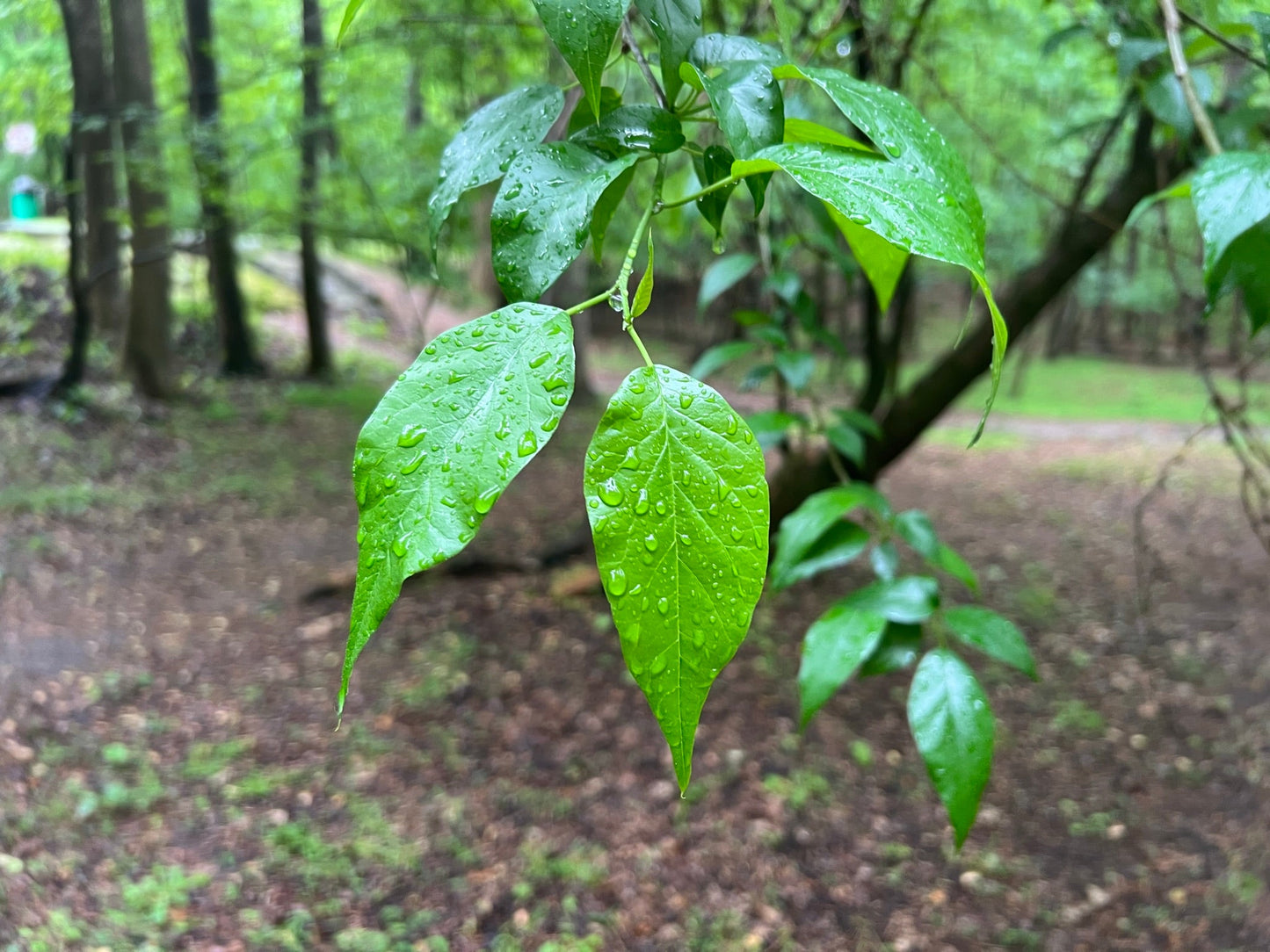 Osage Orange Maclura pomifera 100 Seeds