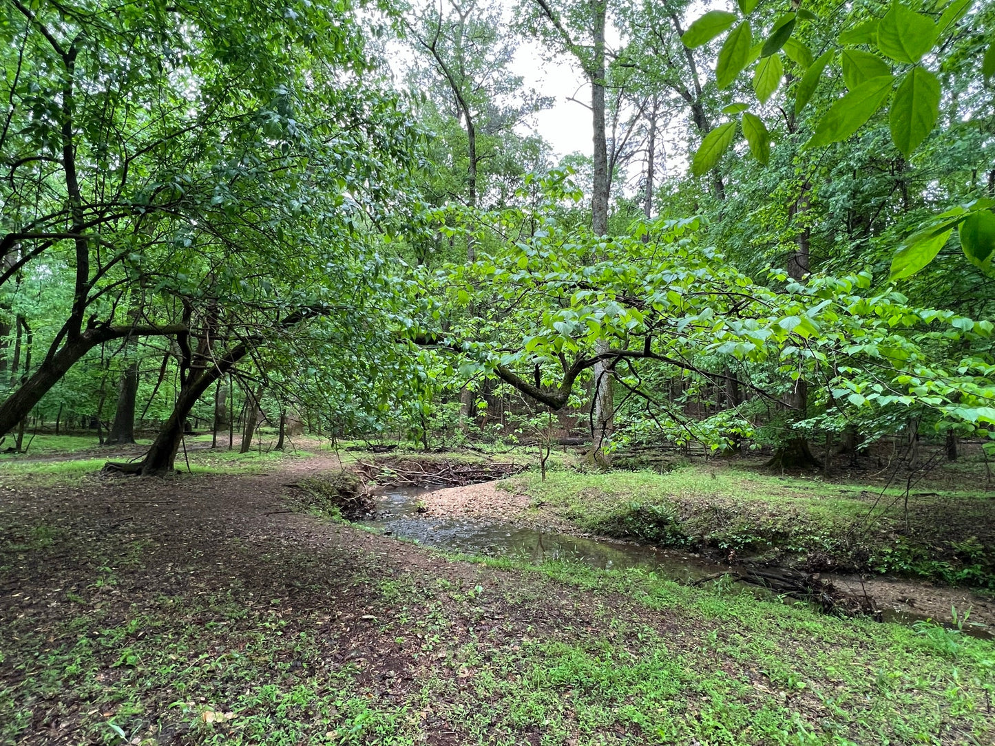 Osage Orange Maclura pomifera 100 Seeds