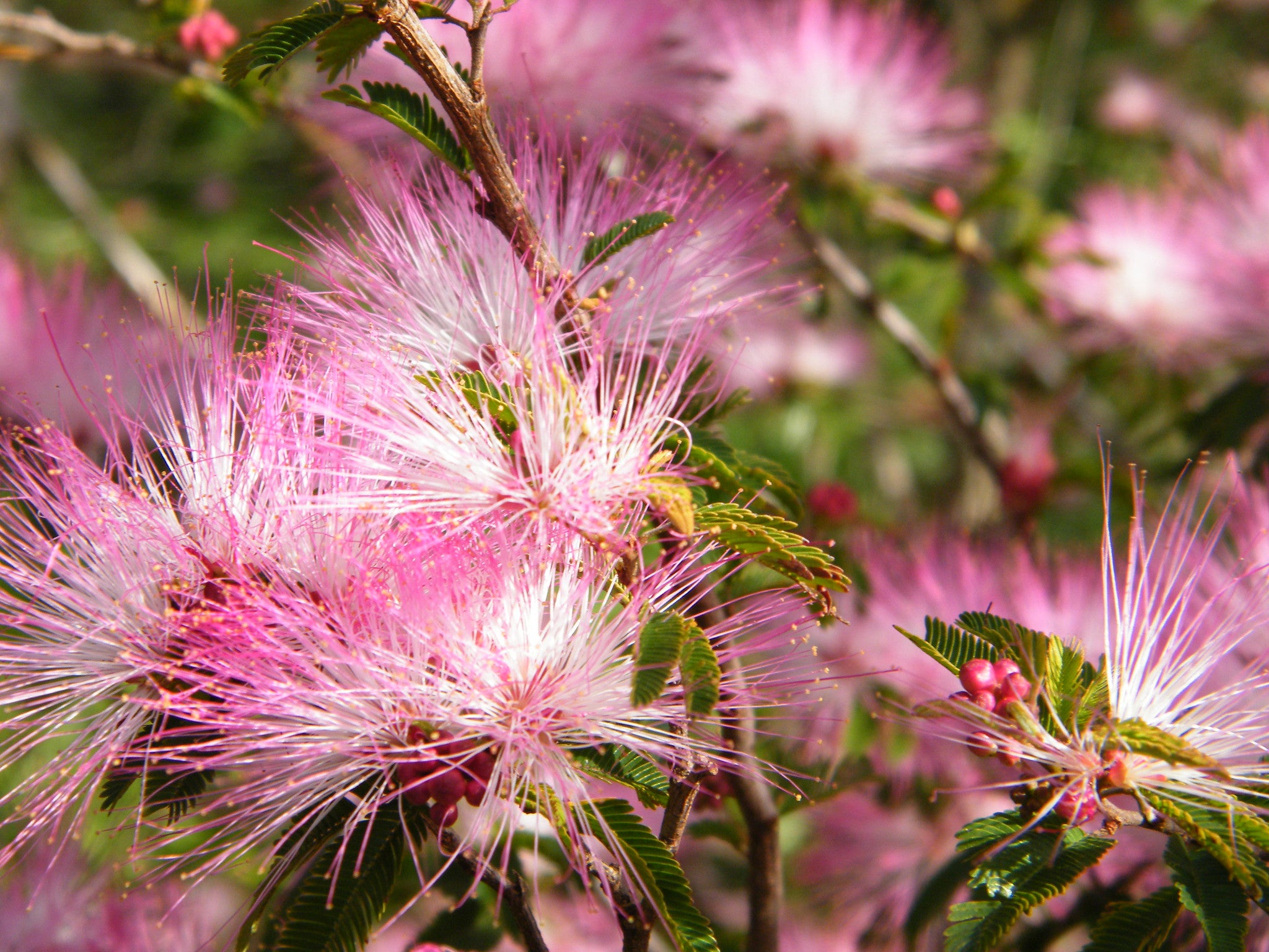 Fairy Duster 20 Seeds Calliandra eriophylla – R&B Floridaseeds