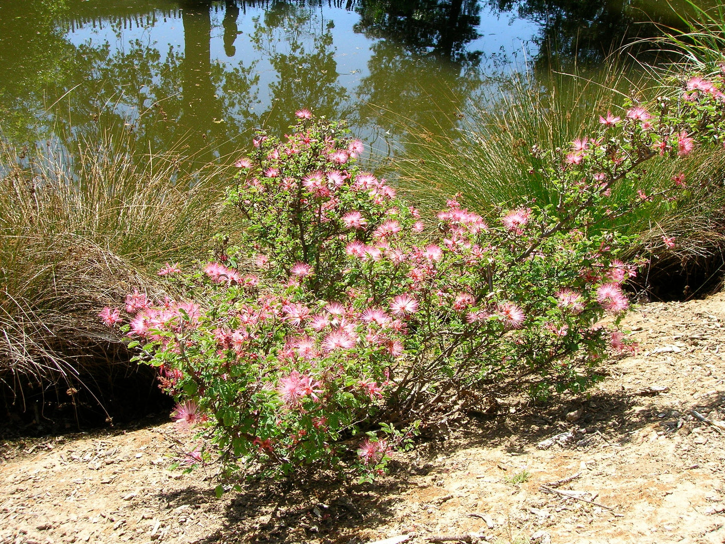 Fairy Duster 20 Seeds Calliandra eriophylla