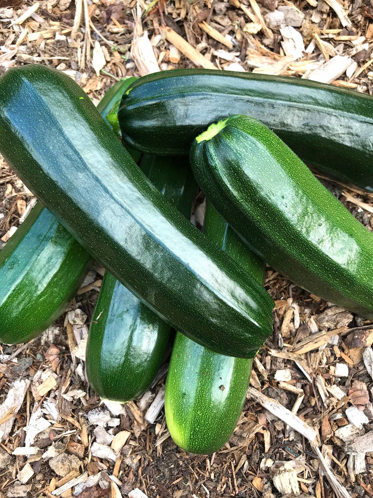Zucchini  20 Seeds  Cucurbita pepo