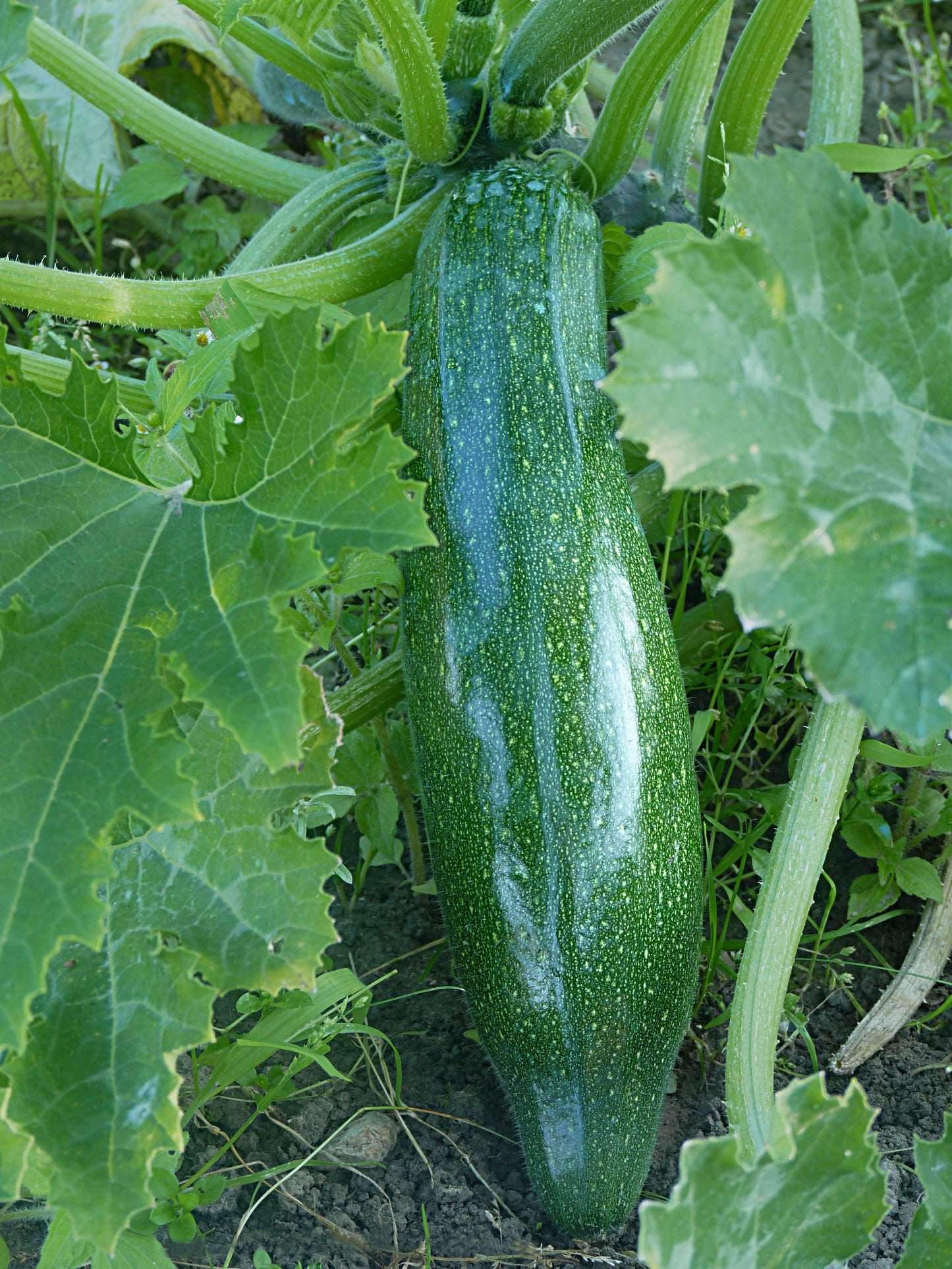 Zucchini  20 Seeds  Cucurbita pepo