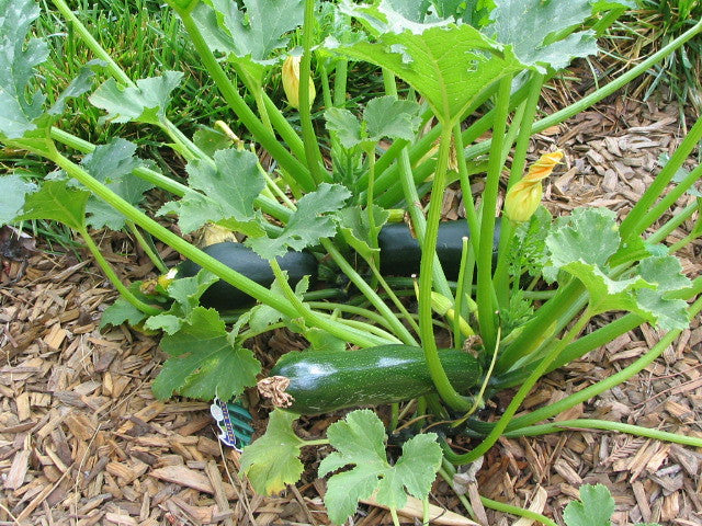 Zucchini  20 Seeds  Cucurbita pepo