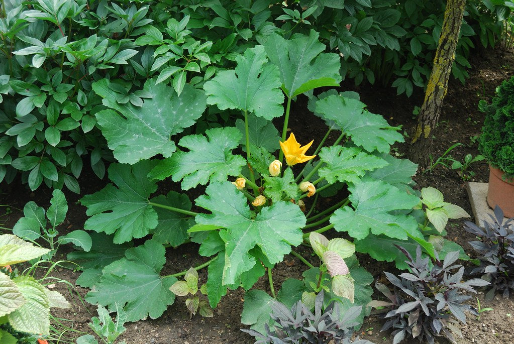 Zucchini  20 Seeds  Cucurbita pepo