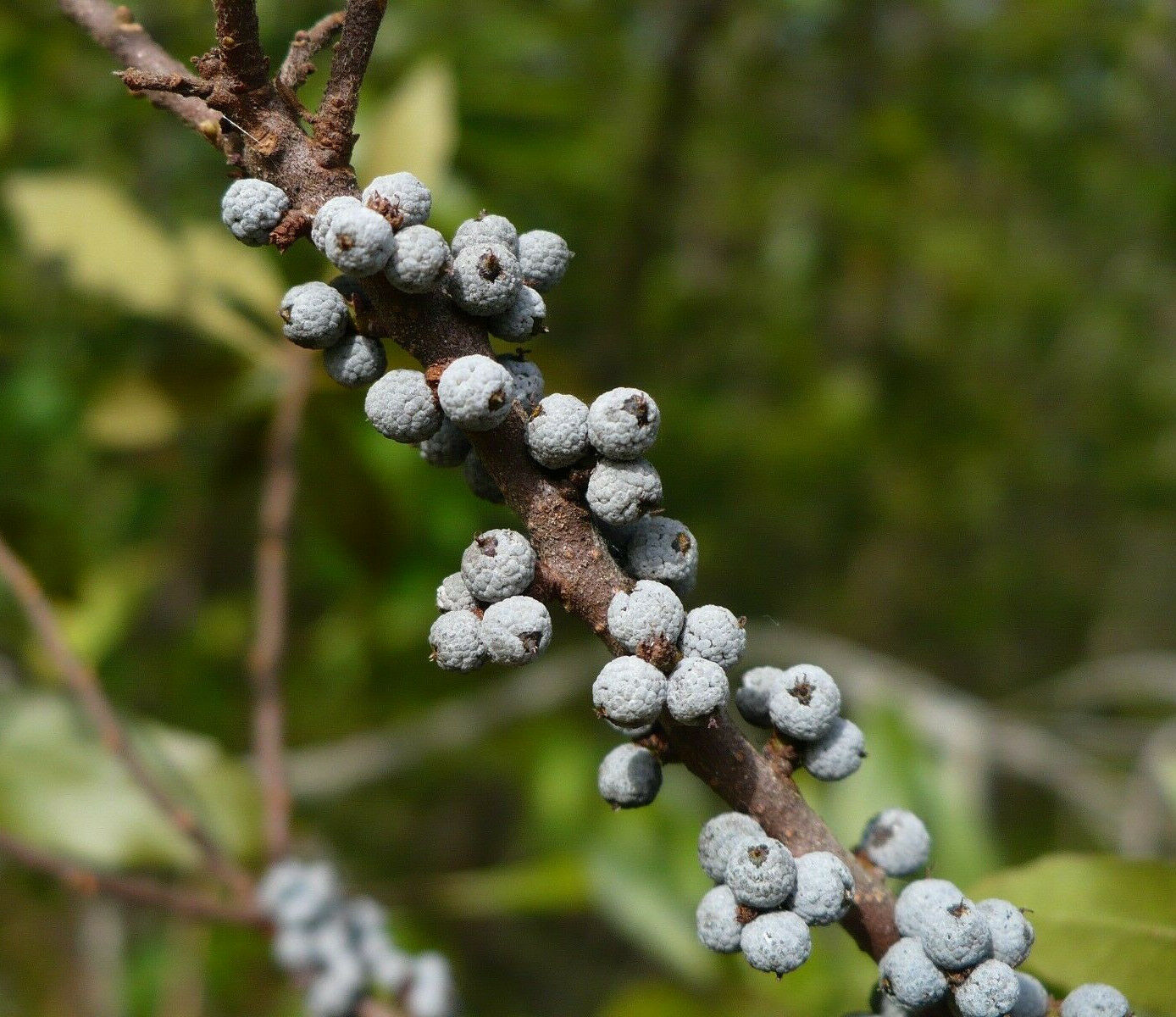Southern Bayberry 100 Seeds Myrica cerifera