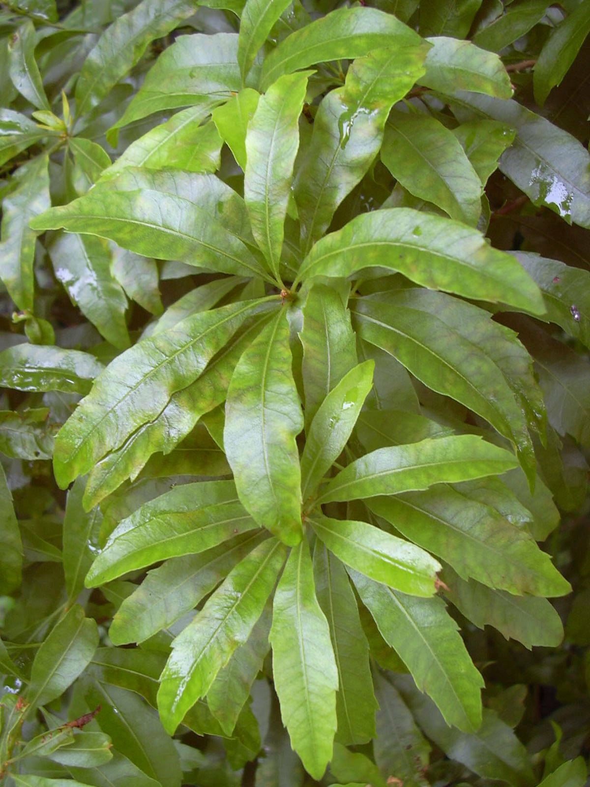 Southern Bayberry 100 Seeds Myrica cerifera