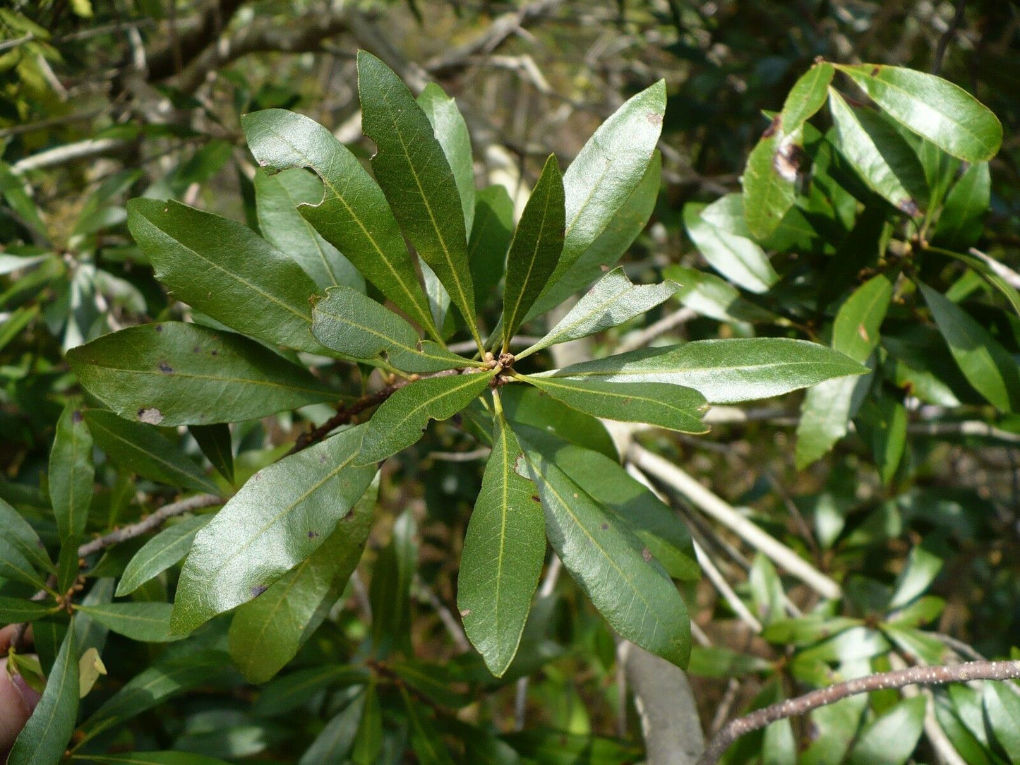 Southern Bayberry 100 Seeds Myrica cerifera