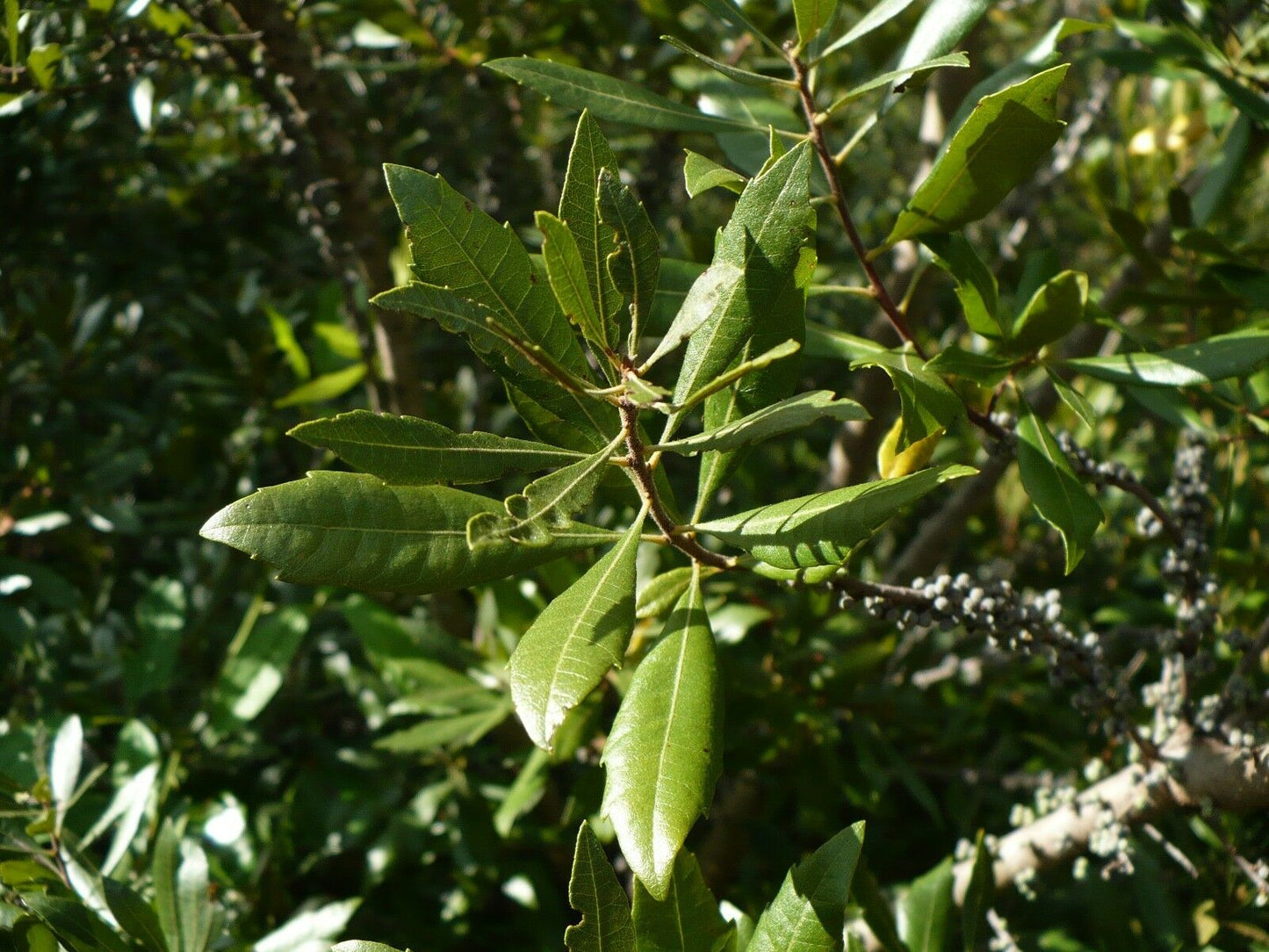 Southern Bayberry 100 Seeds Myrica cerifera