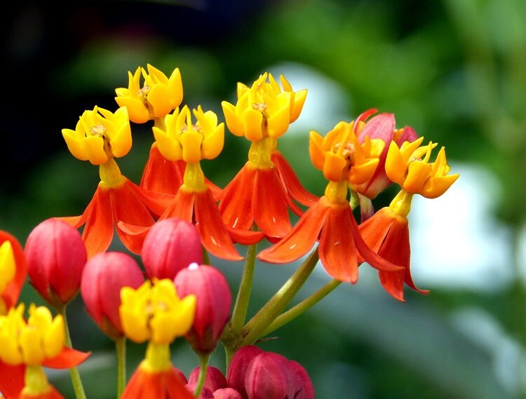 Tropical Milkweed Asclepias curassavica 100 Seeds