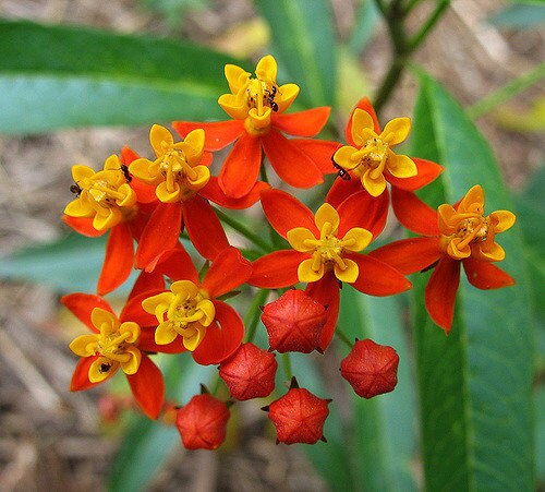 Tropical Milkweed Asclepias curassavica 100 Seeds