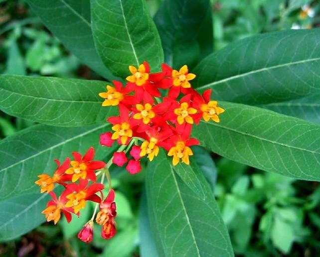 Tropical Milkweed Asclepias curassavica 100 Seeds