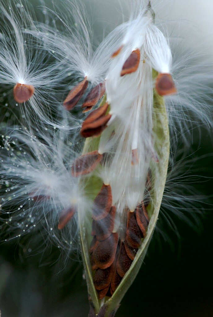 Tropical Milkweed Asclepias curassavica 100 Seeds