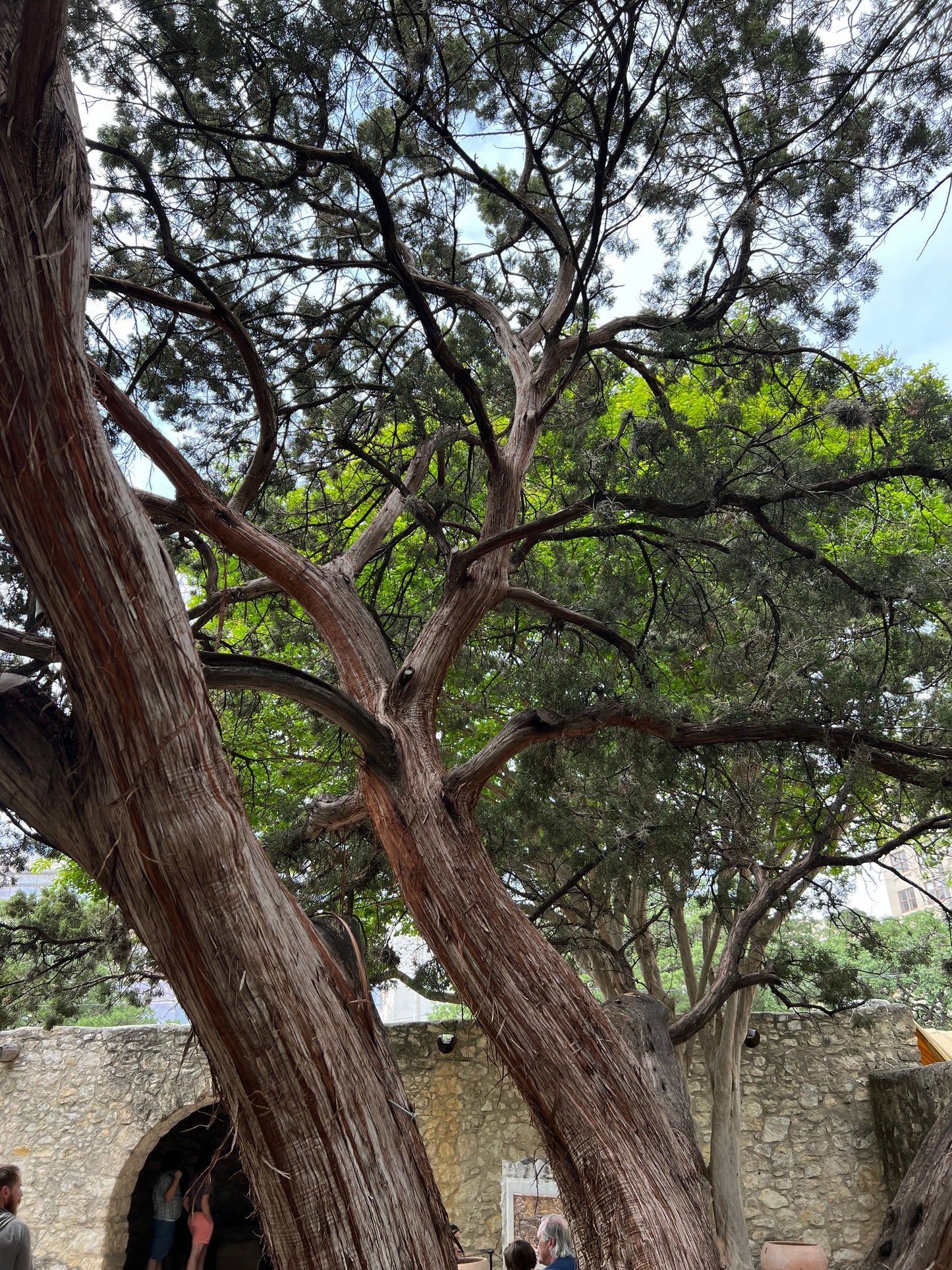 Ashe Juniper Juniperus ashei 20 Seeds