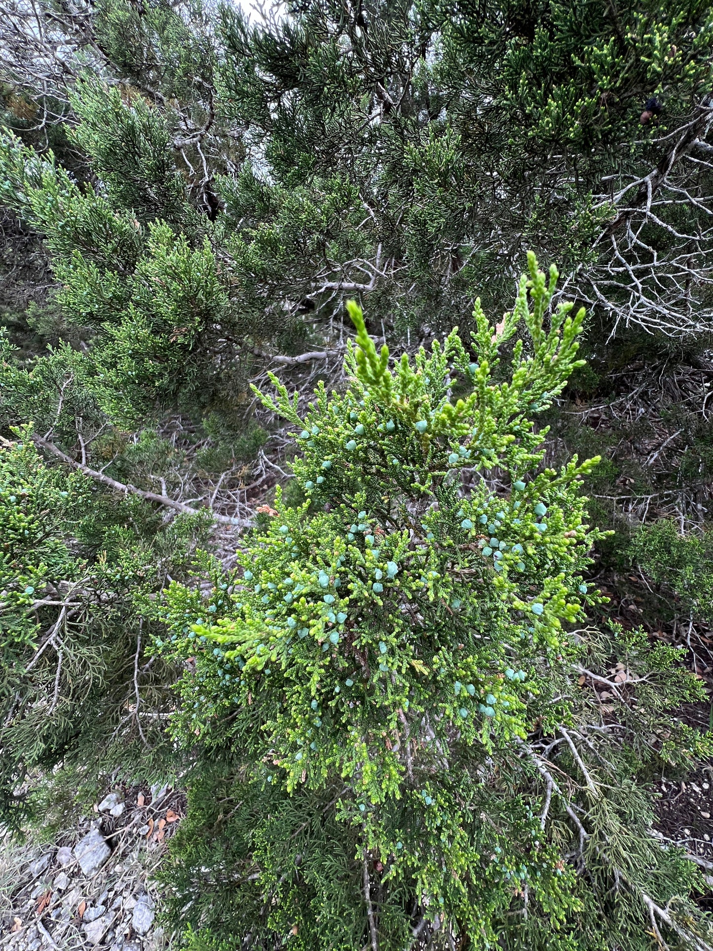 Ashe Juniper Juniperus ashei 20 Seeds