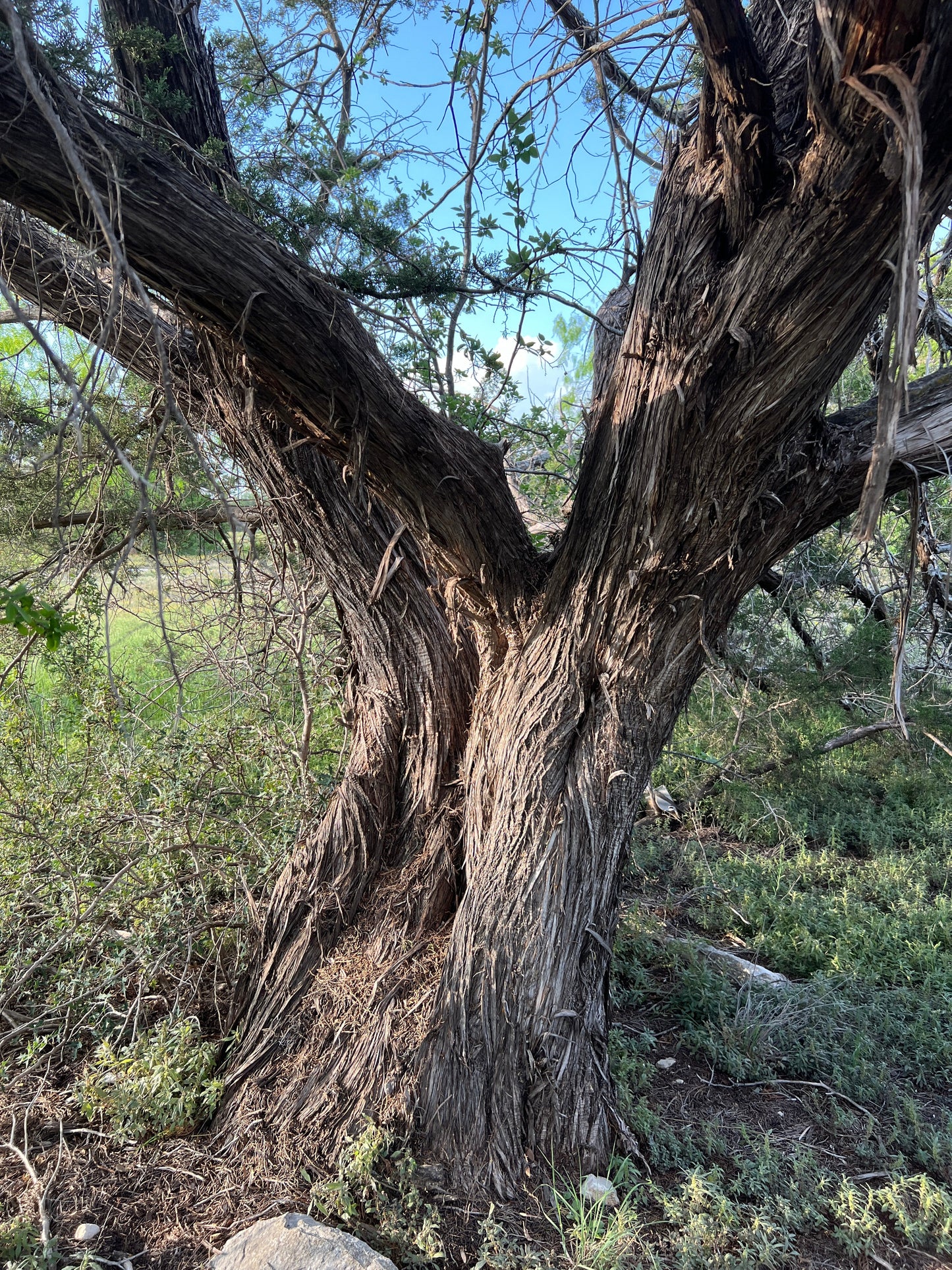 Ashe Juniper Juniperus ashei 20 Seeds