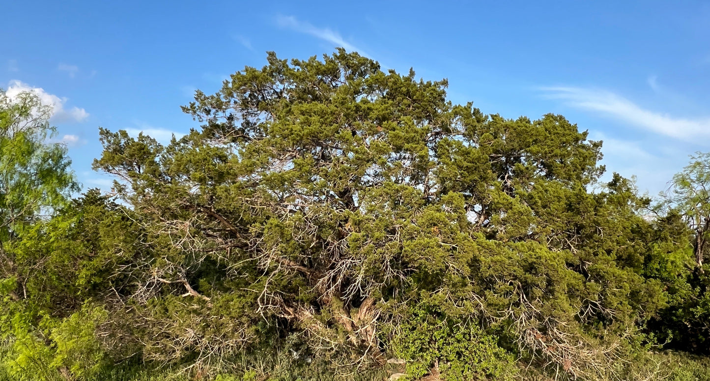 Ashe Juniper Juniperus ashei 20 Seeds