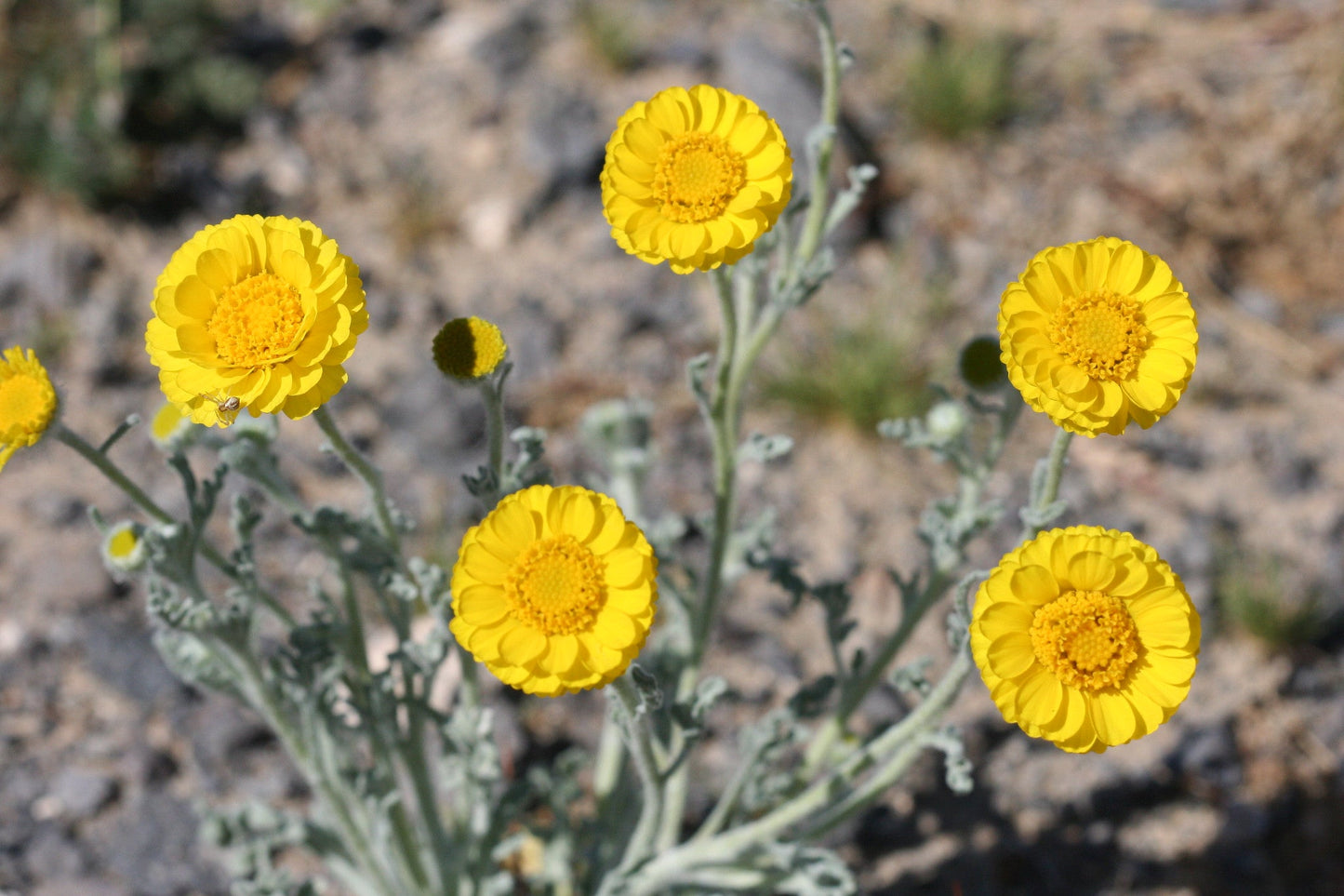 Desert Marigold 100 Seeds Baileya multiradiata