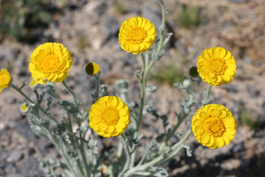 Desert Marigold 100 Seeds Baileya multiradiata