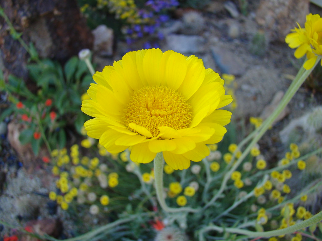 Desert Marigold 100 Seeds Baileya multiradiata  R&B Floridaseeds