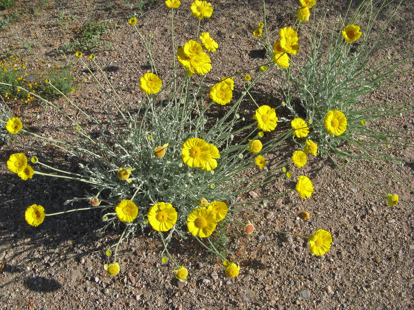 Desert Marigold 100 Seeds Baileya multiradiata