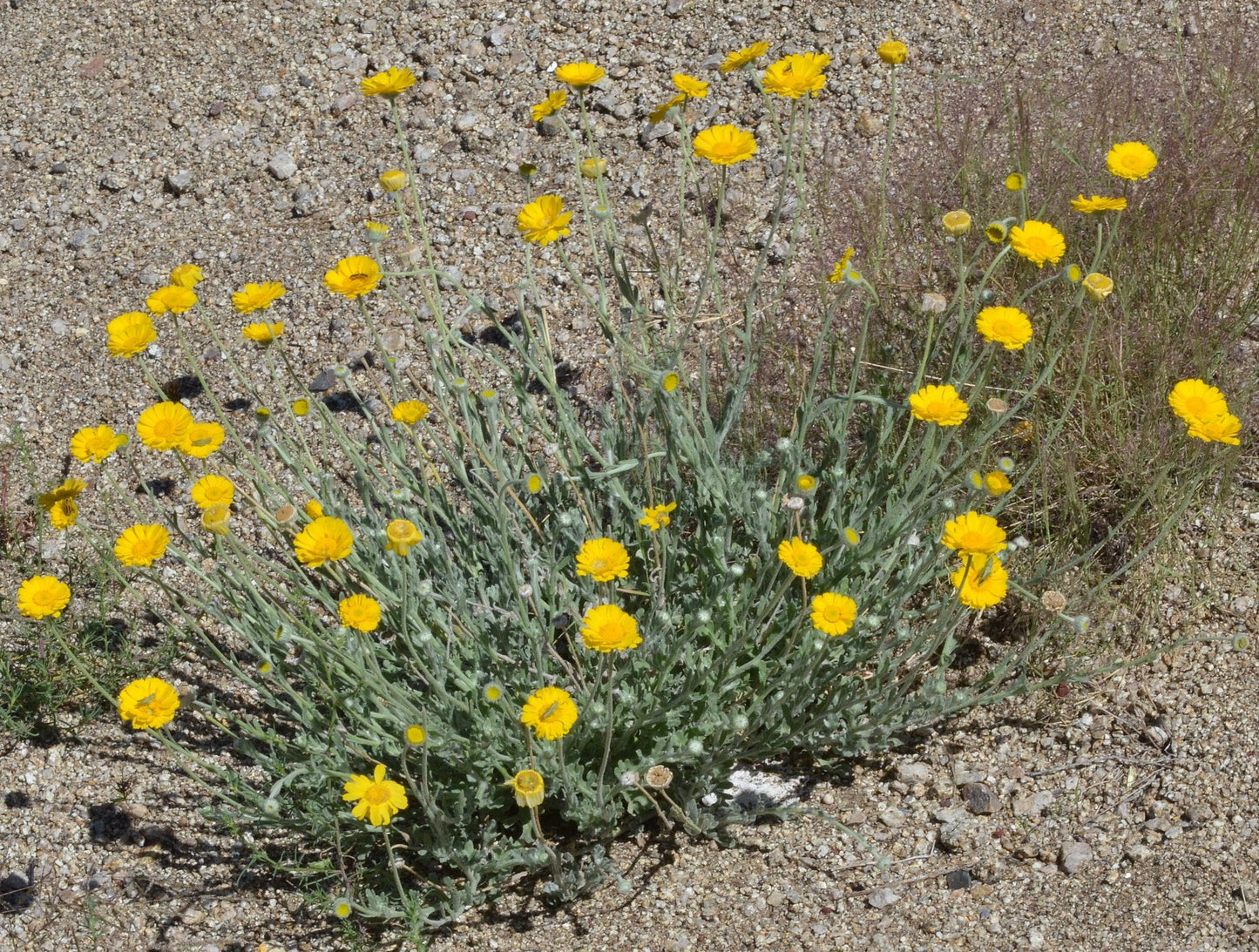 Desert Marigold 100 Seeds Baileya multiradiata
