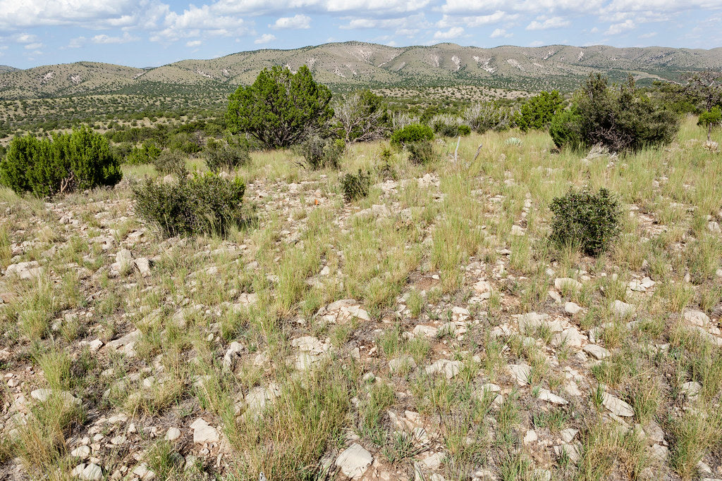 One-Seeded Juniper Juniperus monosperma 20 Seeds