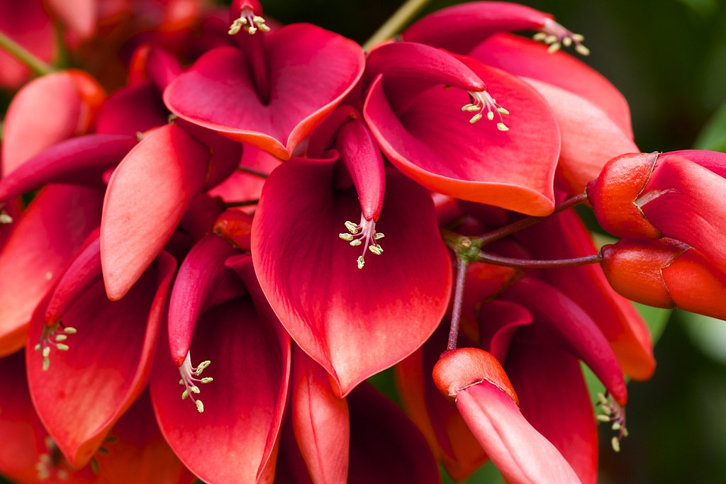 Cockspur Coral Tree Erythrina crista-galli 5 Seeds