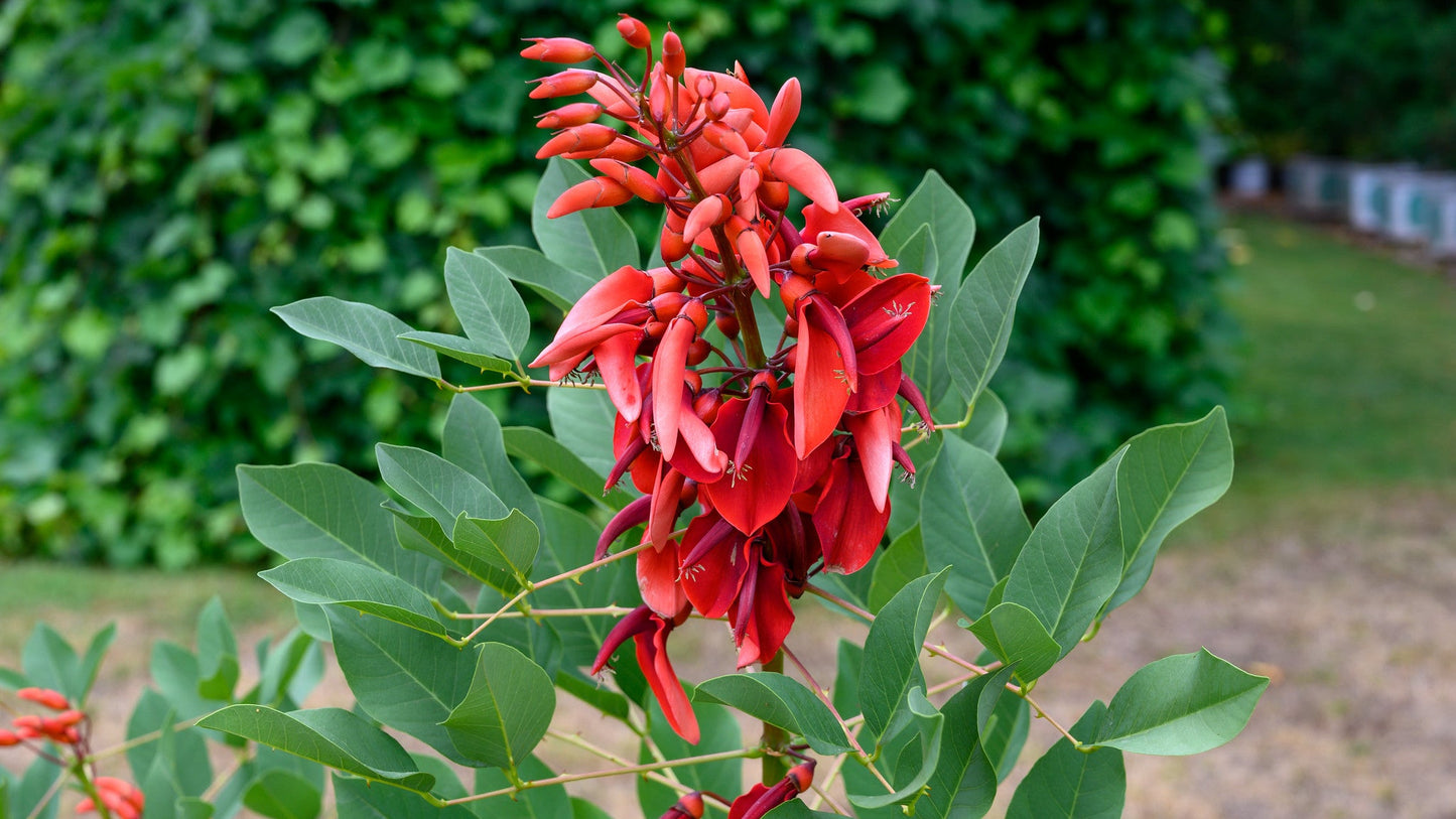 Cockspur Coral Tree Erythrina crista-galli 5 Seeds