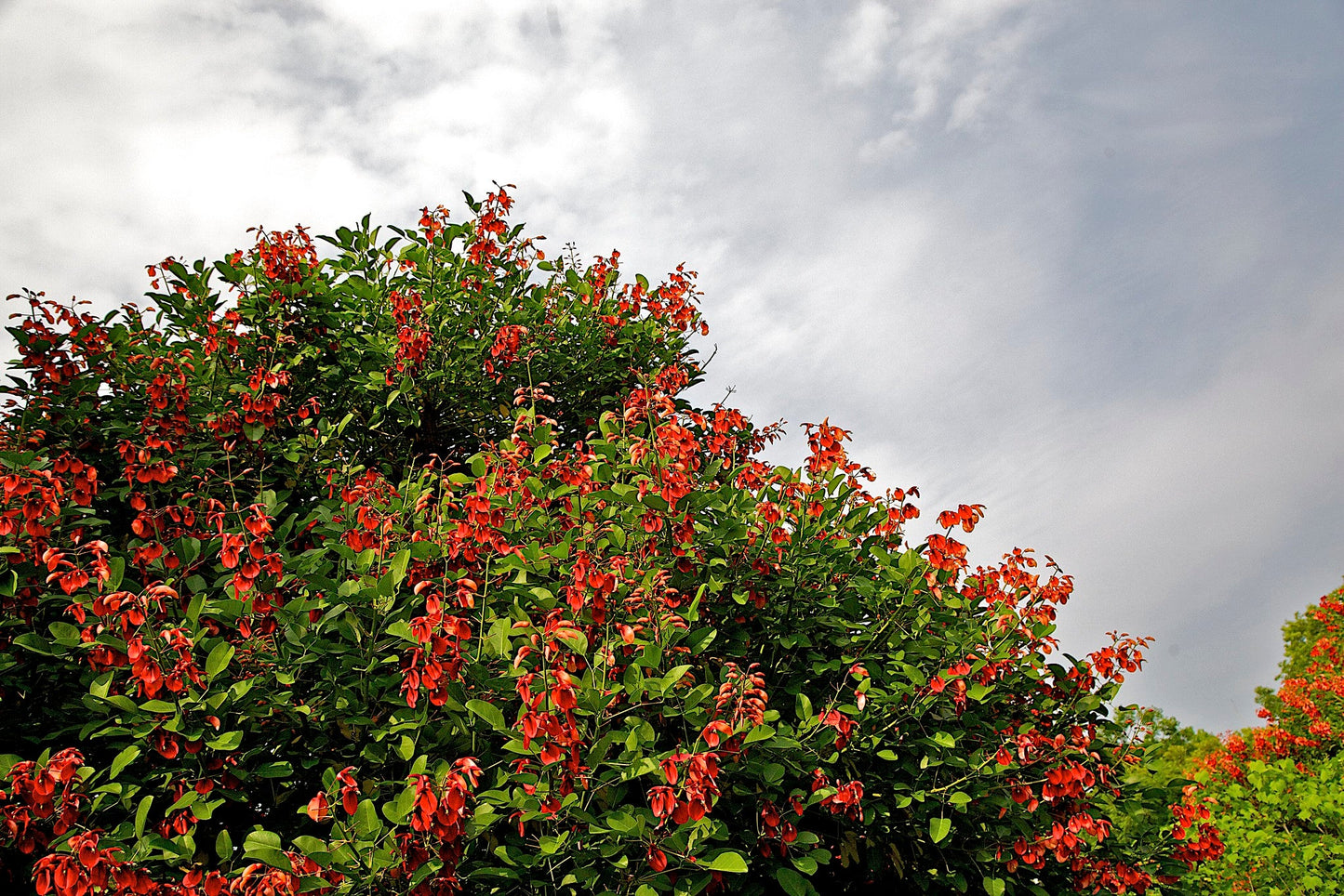 Cockspur Coral Tree Erythrina crista-galli 5 Seeds