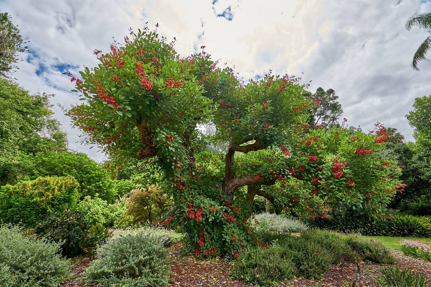 Cockspur Coral Tree Erythrina crista-galli 5 Seeds