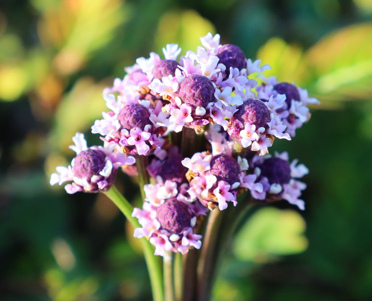 Frogfruit  10 Seeds  Lippia nodiflora