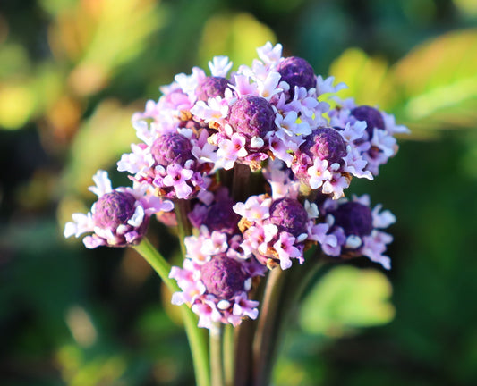 Frogfruit  10 Seeds  Lippia nodiflora