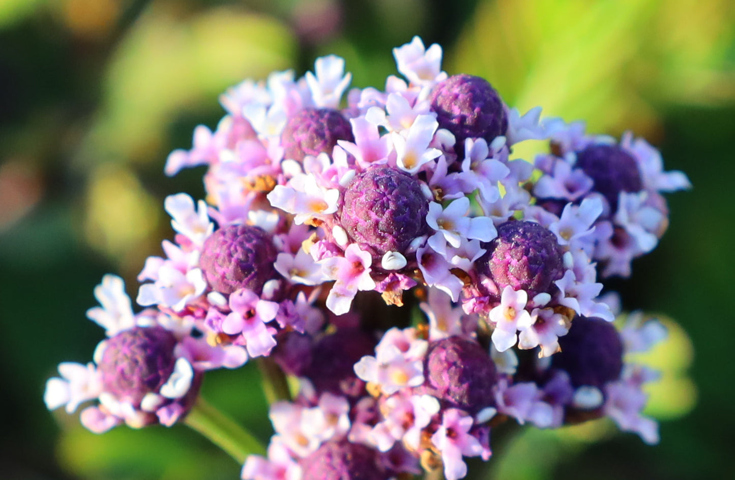 Frogfruit  10 Seeds  Lippia nodiflora