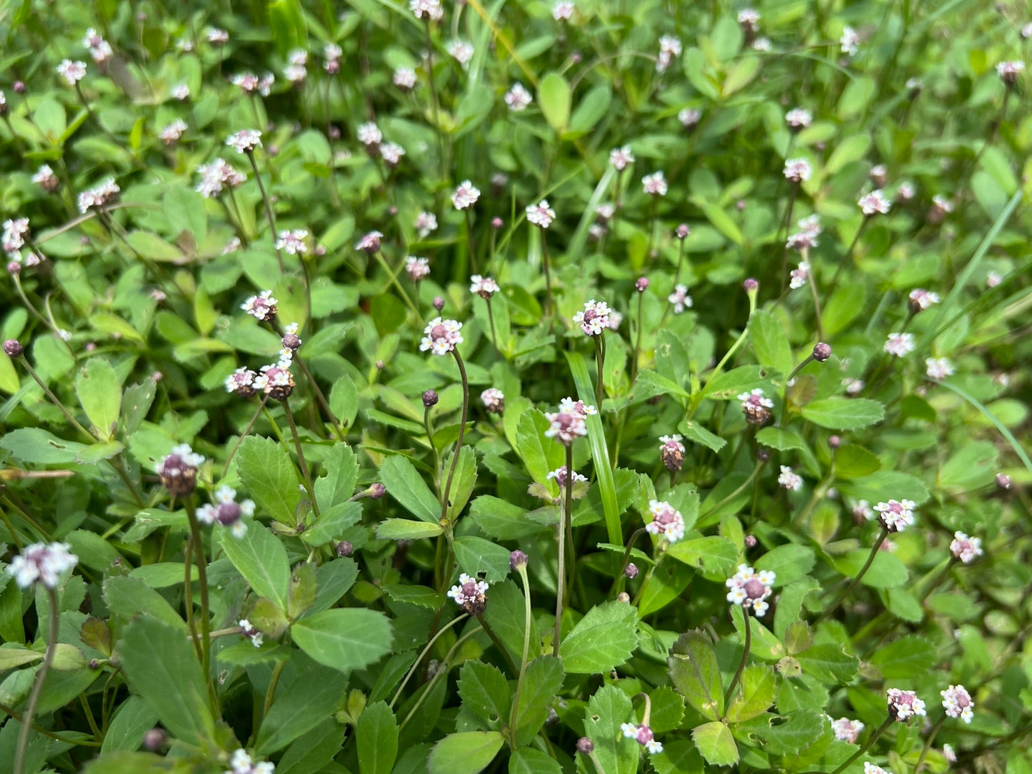 Frogfruit  10 Seeds  Lippia nodiflora