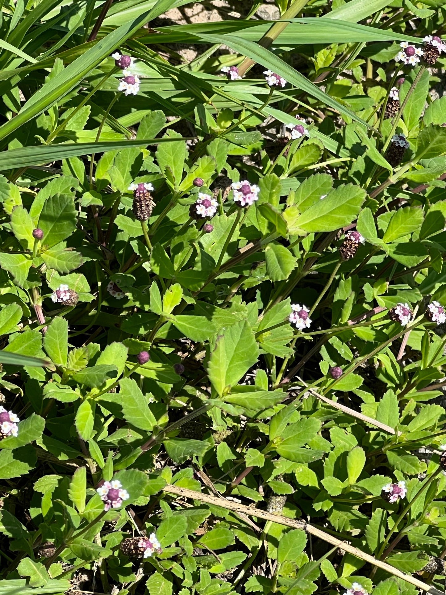 Frogfruit  10 Seeds  Lippia nodiflora
