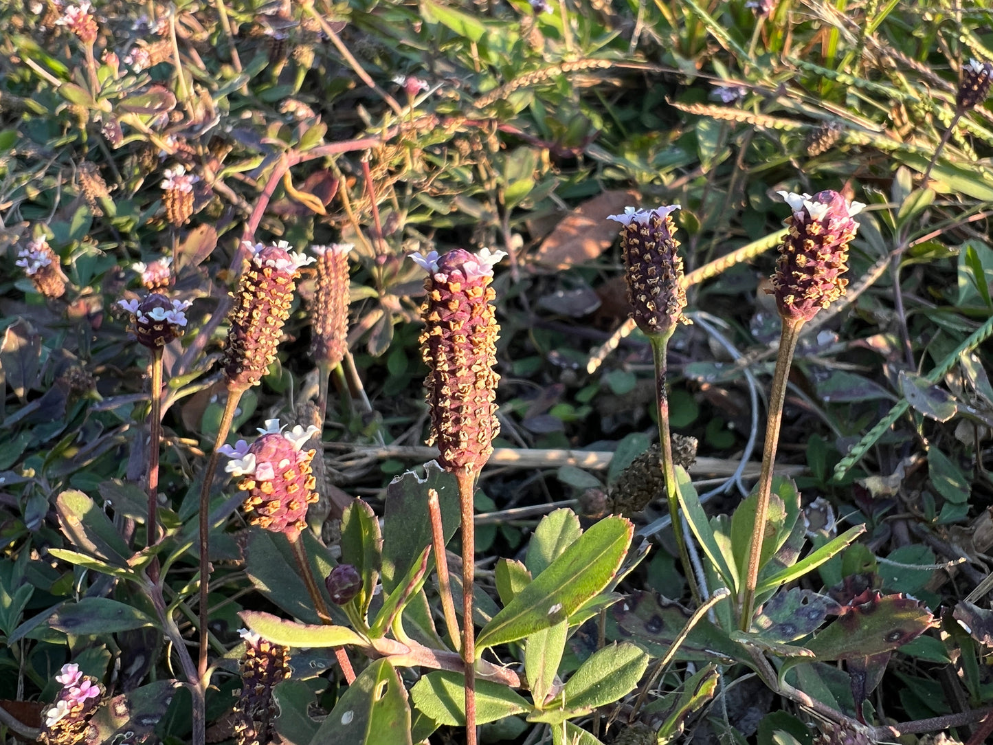 Frogfruit  10 Seeds  Lippia nodiflora