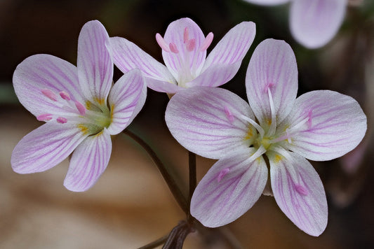 Spring Beauty  50 Seeds  Claytonia virginica