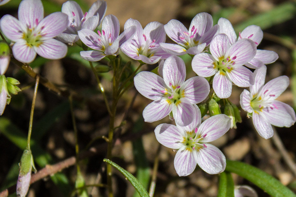 Spring Beauty  50 Seeds  Claytonia virginica