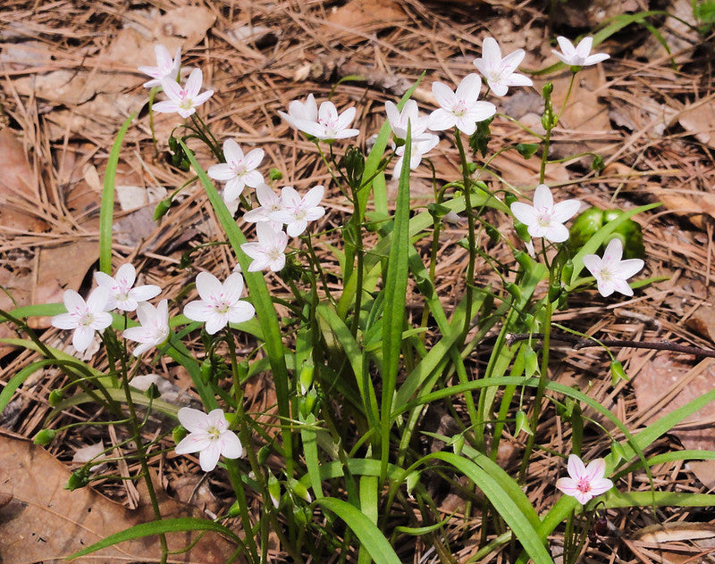Spring Beauty  50 Seeds  Claytonia virginica