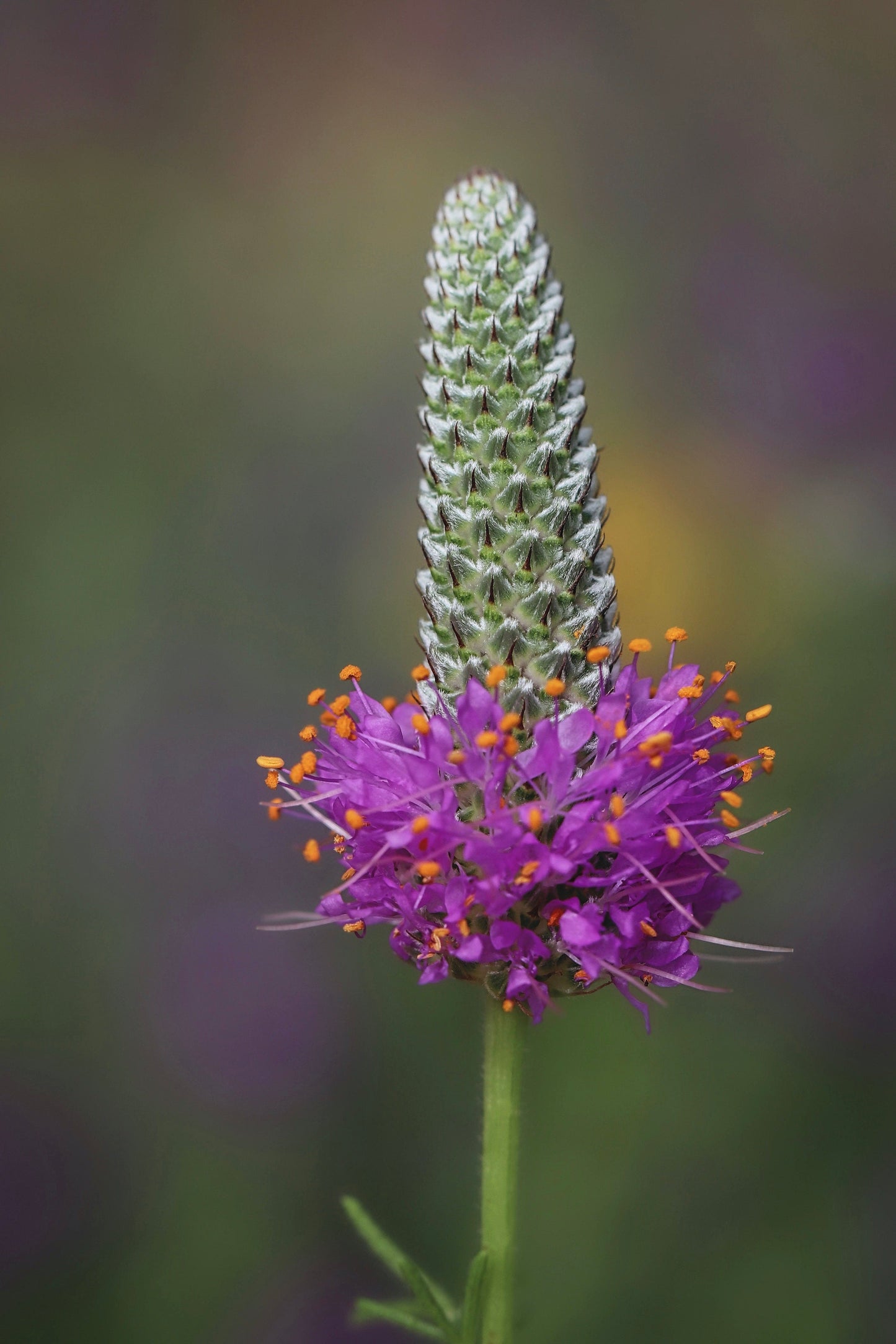 Purple Prairie Clover Dalea purpurea 100 Seeds